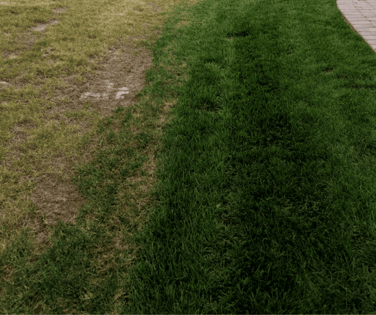 grub control, lawn fungus control