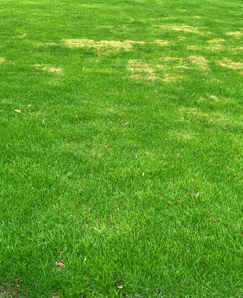 grub control, lawn fungus control