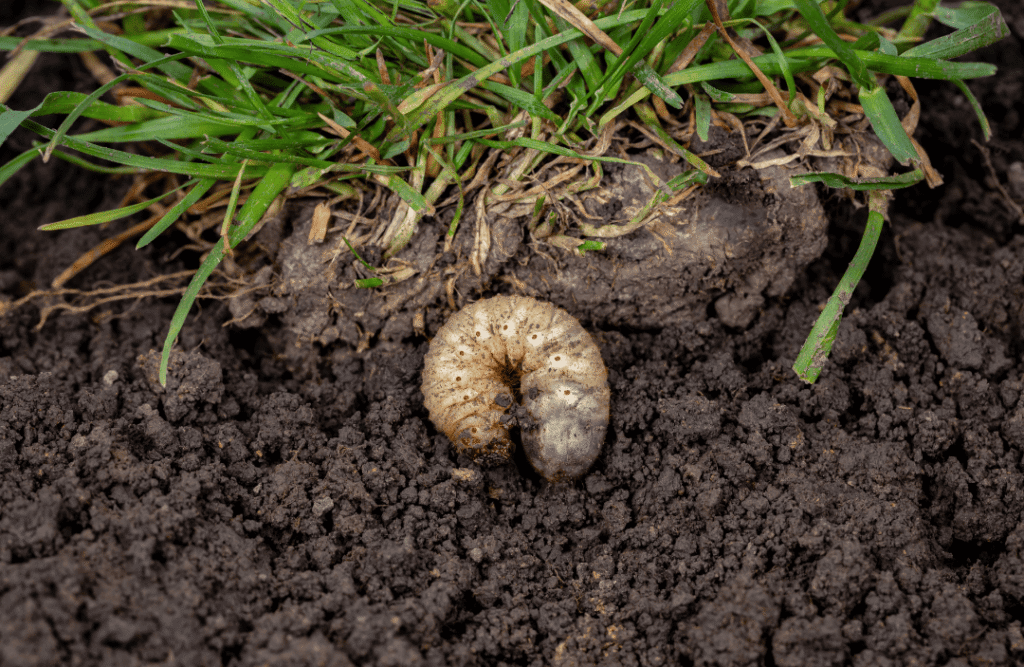 Lawn Care and Grub Control Services