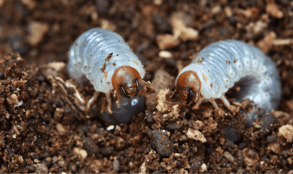 lawn landscaping and armyworm control