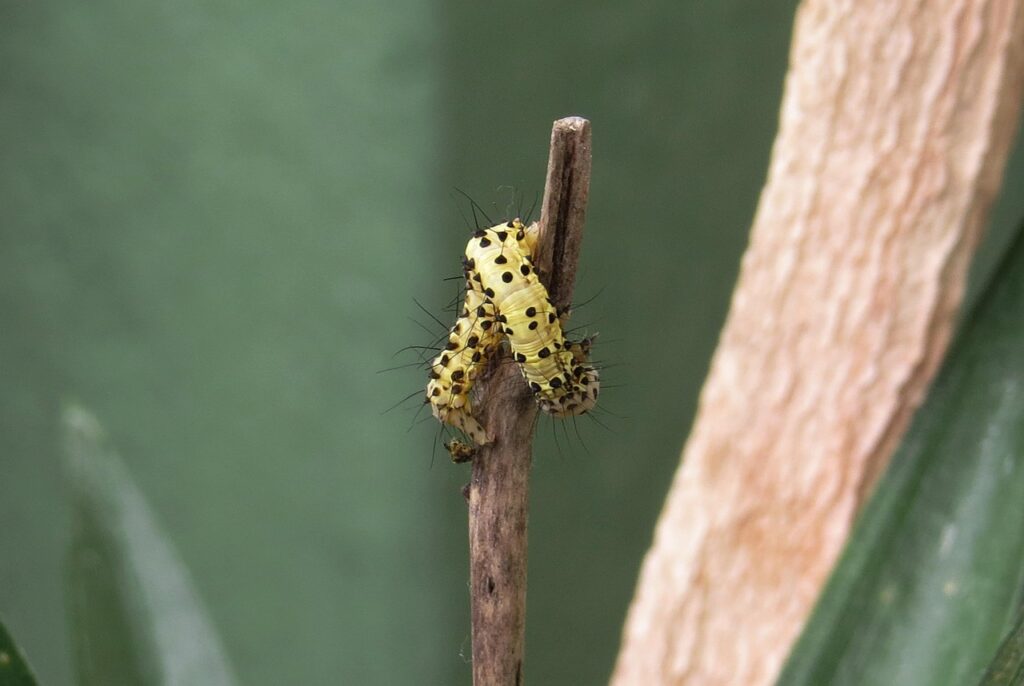 insect control