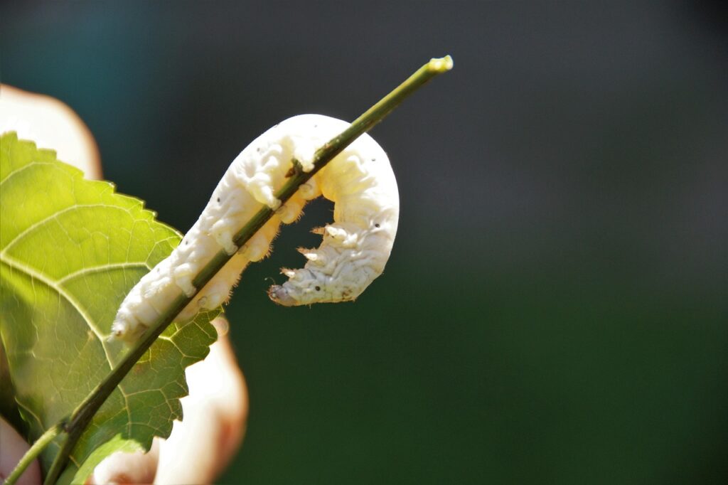 insect control services