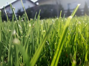 grass cutting and maintenance