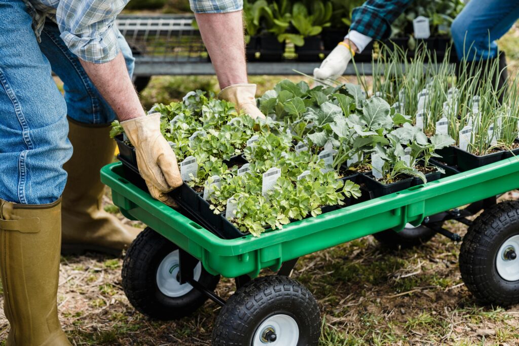 spring lawn care in Huntersville & Mooresville, lawn fertilization, mowing tips, weed control, weed