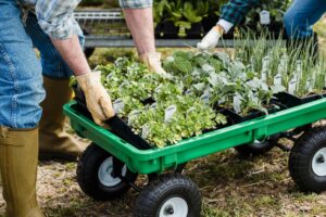 spring lawn care in Huntersville & Mooresville, lawn fertilization, mowing tips, weed control, weed