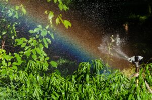 optimal watering