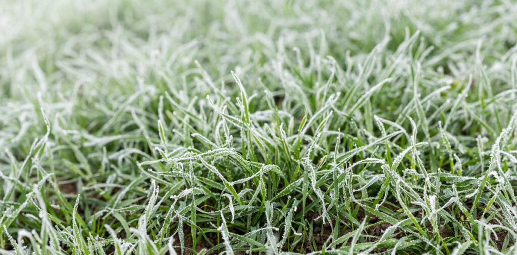 Common Winter Lawn Problems