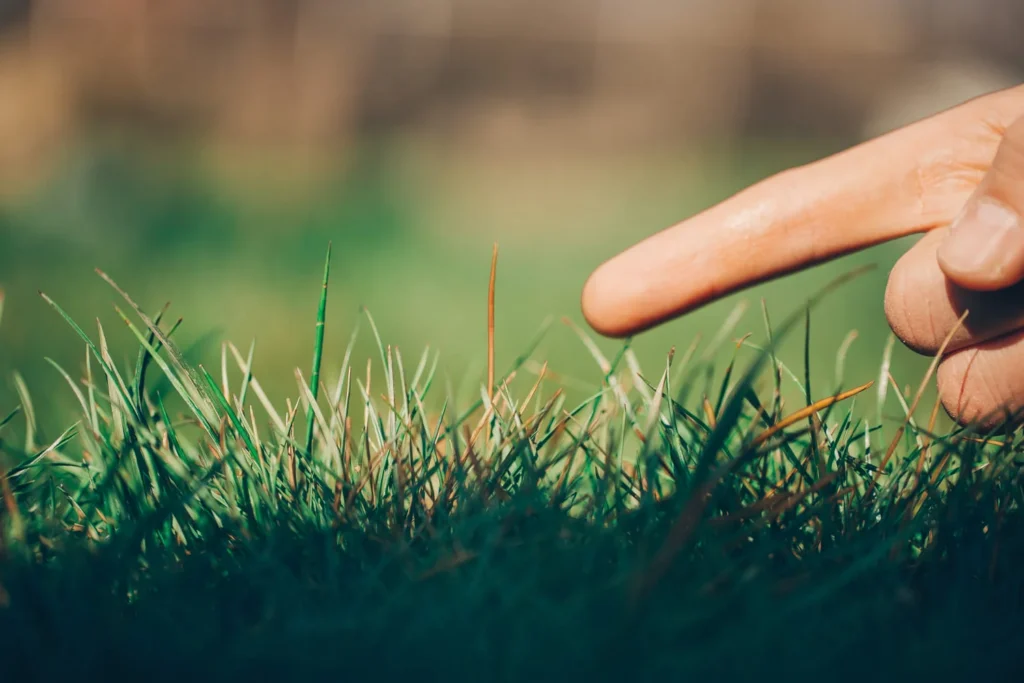 how to evaluate your lawn before the growing season