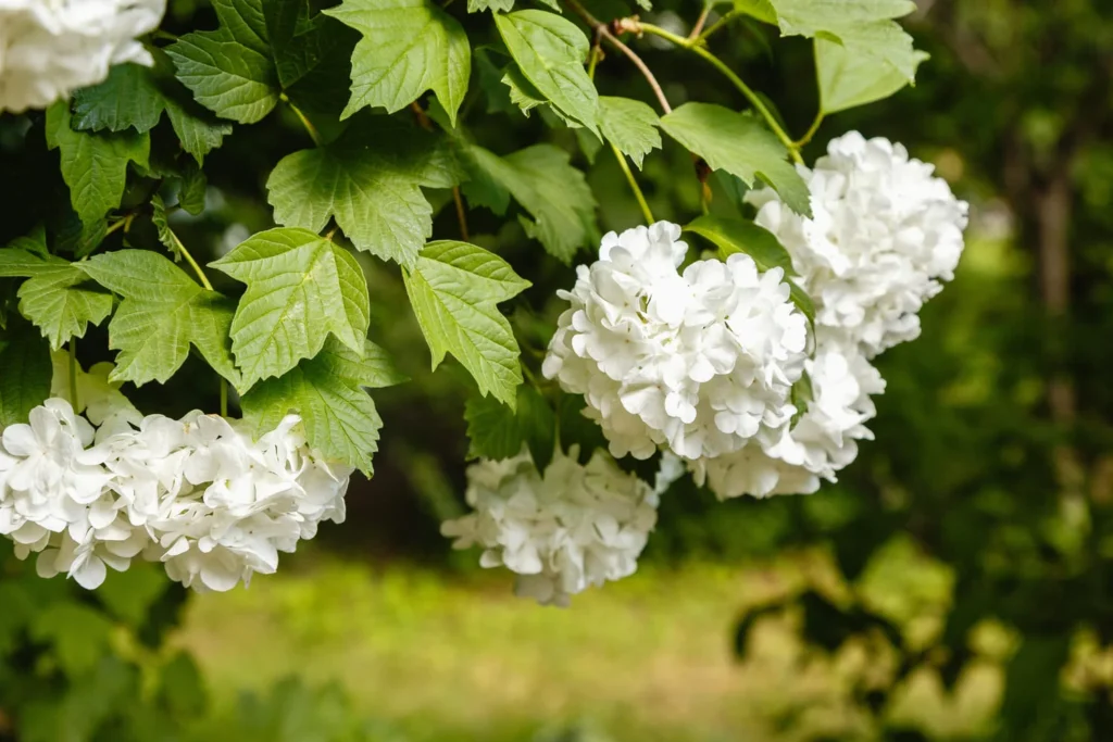sustainable gardens in North Carolina