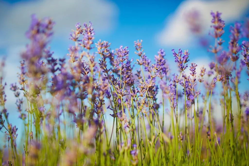 drought-resistant plants for summer gardens
