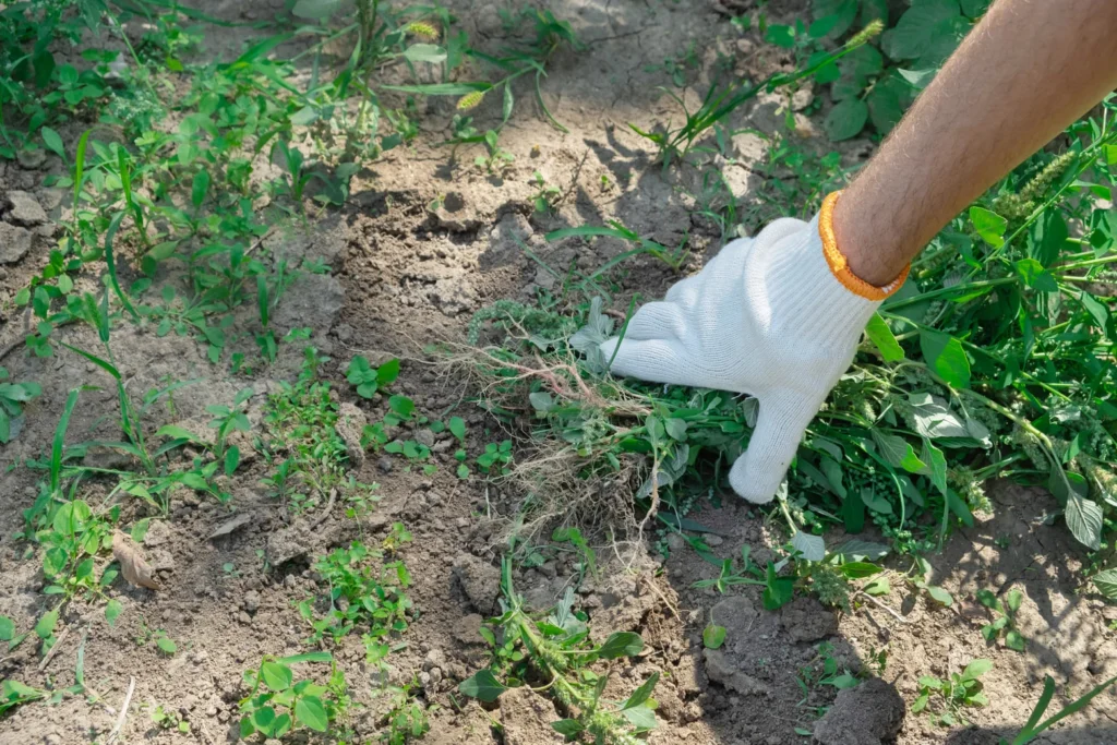 Weed Control in NC