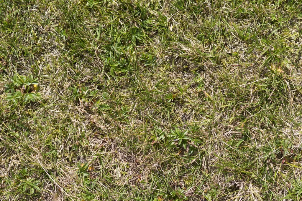 lawn turning yellow in spring