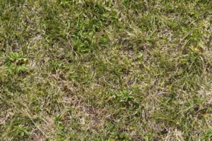 lawn turning yellow in spring