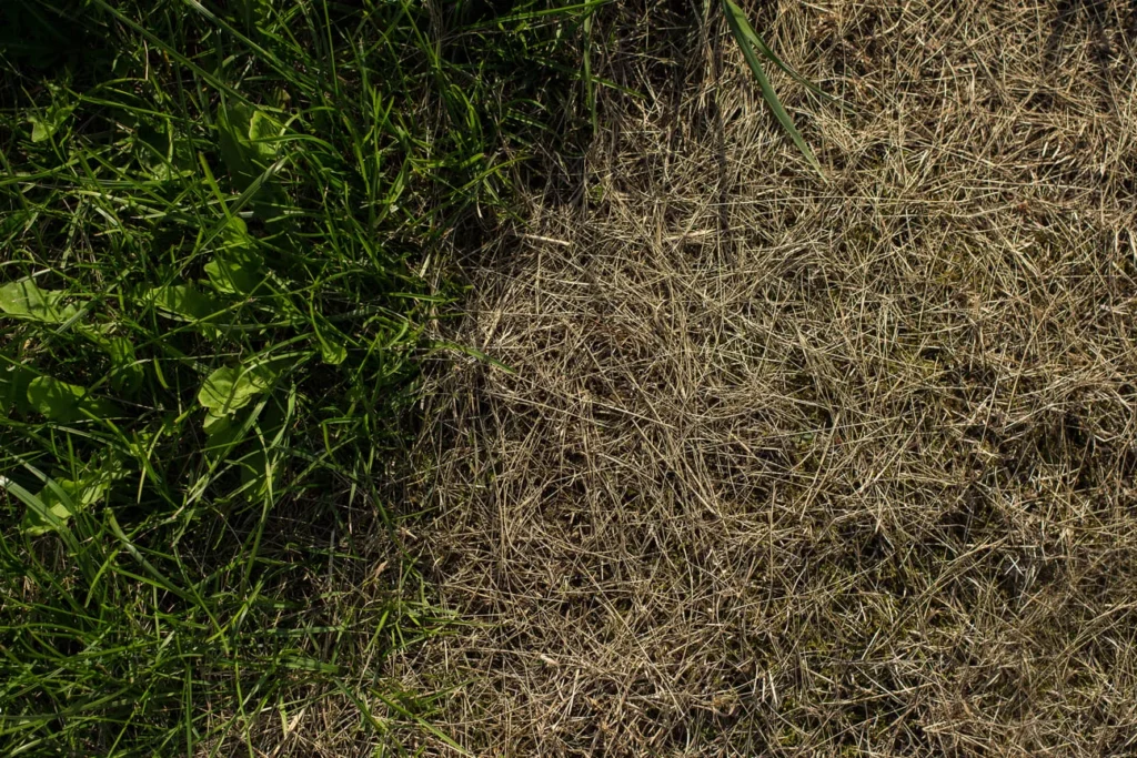Lawn Care Mistakes