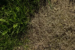 Lawn Care Mistakes