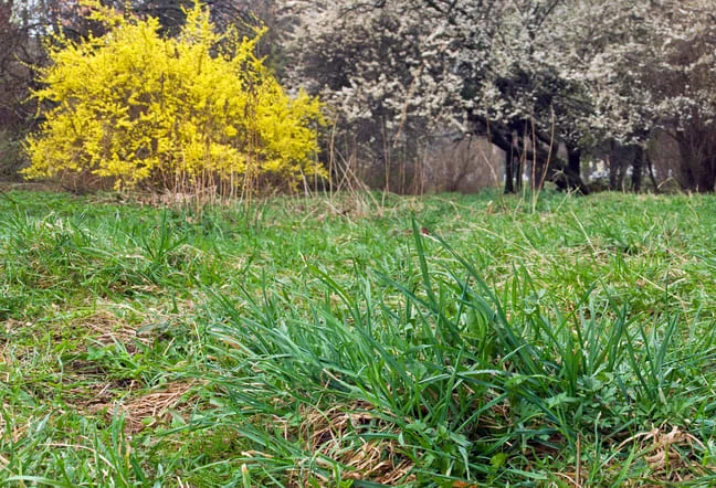 lawn turning yellow in spring