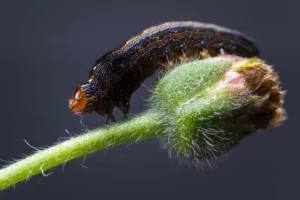Armyworms in North Carolina