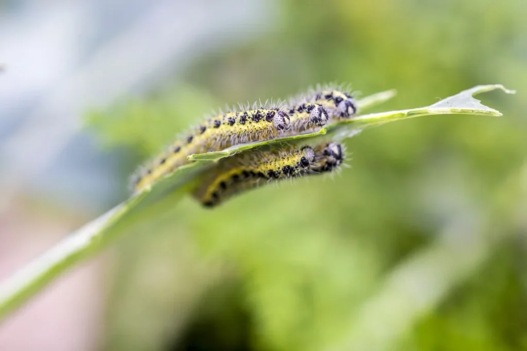 Armyworms in North Carolina