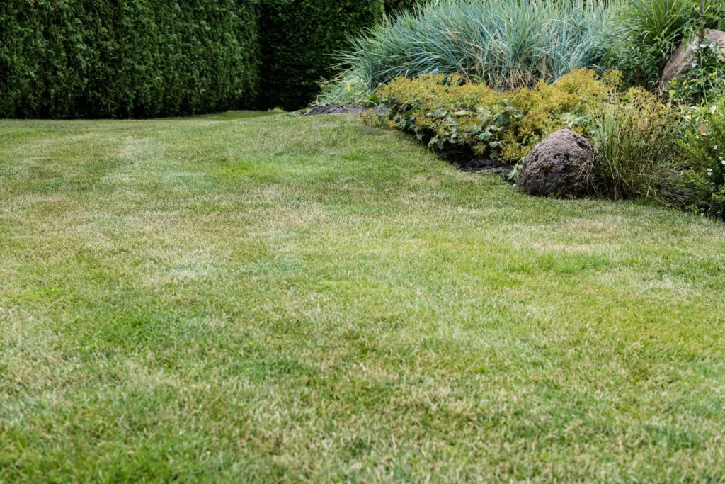Brown Patches in Your Lawn? It Could Be Fungus