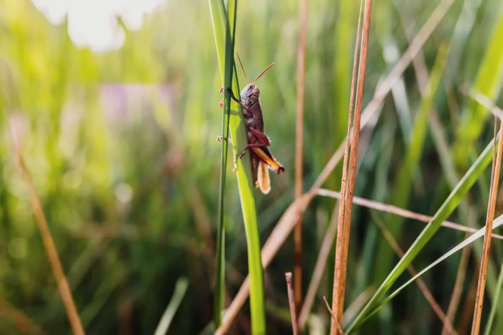 Common Summer Lawn Insects in Mooresville
