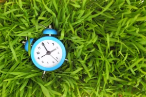 Best Lawn Fertilization Schedule for North Carolina Lawns