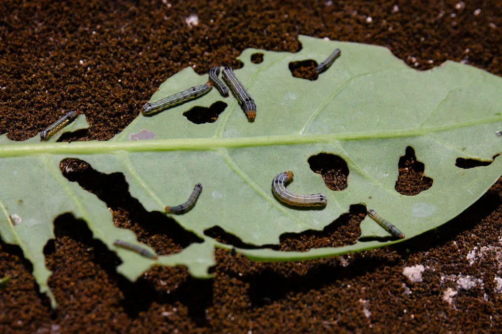 Grub Damage vs Drought Stress in Mooresville