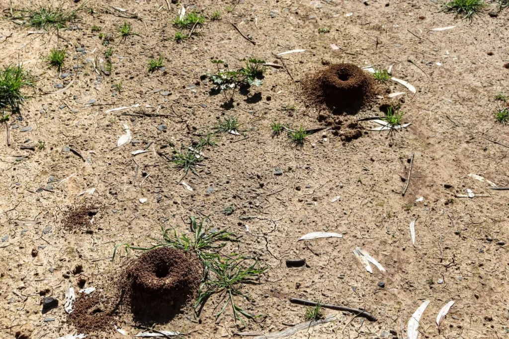 Grub Damage vs Drought Stress in Mooresville