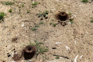 Grub Damage vs Drought Stress in Mooresville