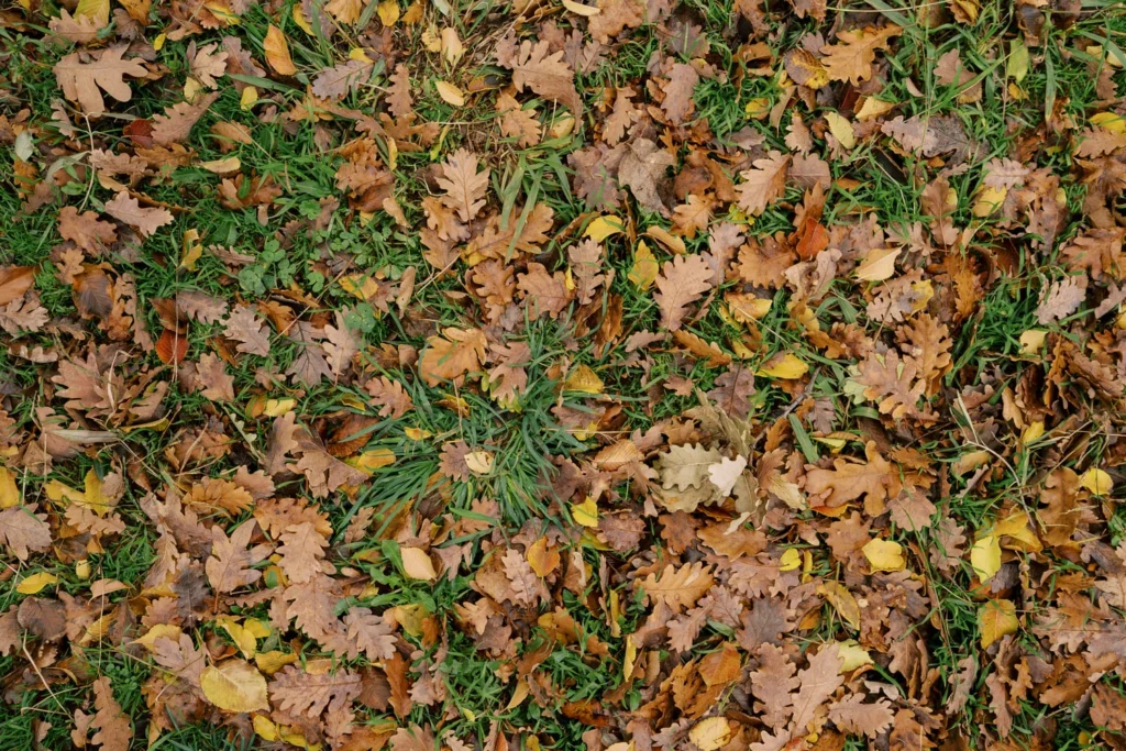 August is the best time to prepare your lawn for fall