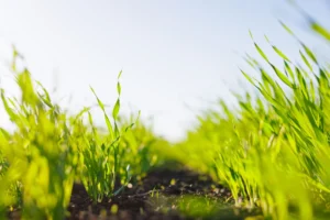 aeration and overseeding in Mooresville
