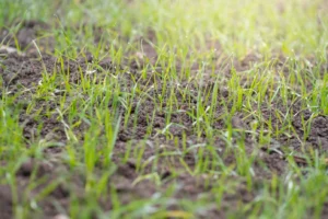 overseeding service in Mooresville NC