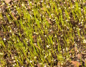lawn aeration service near me