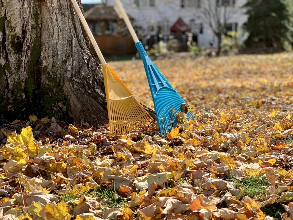 leaf removal services