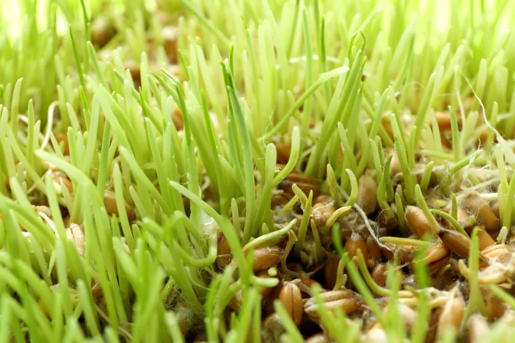Aeration vs Overseeding