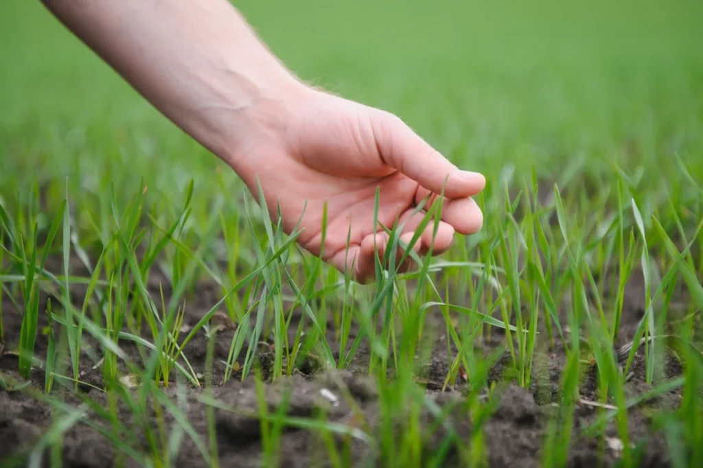 Aeration vs Overseeding