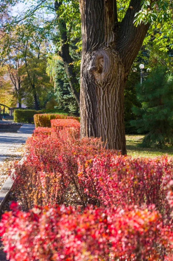  bush trimming and shrub pruning before winter in Mooresville NC