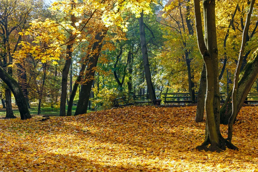 fall yard cleanup in Mooresville NC