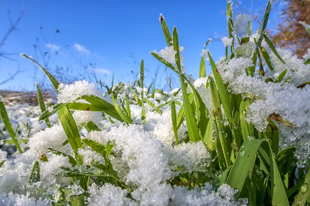 how to protect your lawn during winter