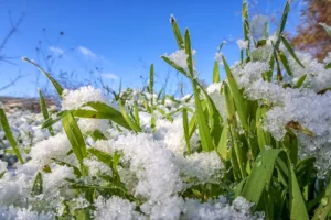 how to protect your lawn during winter