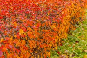 bush trimming and shrub pruning before winter in Mooresville NC